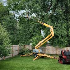 Best Tree Removal Services  in USA